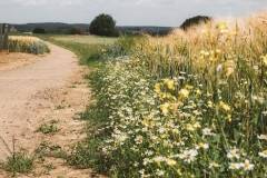 20220612_tdebelle_yuzzu_Hageland-446